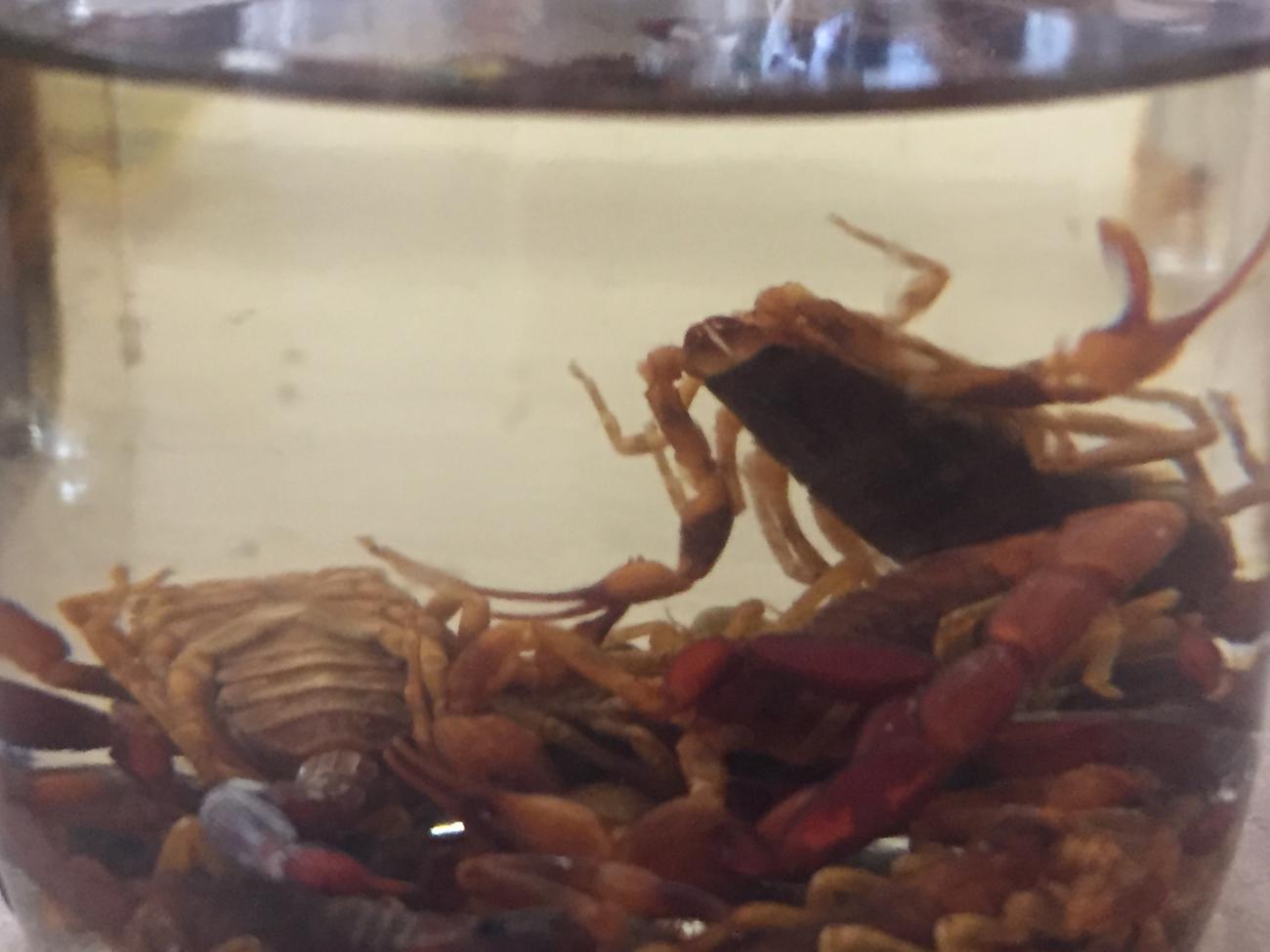 Saúde alerta que Hospital Regional de Cotia é referência no atendimento às vítimas de escorpiões