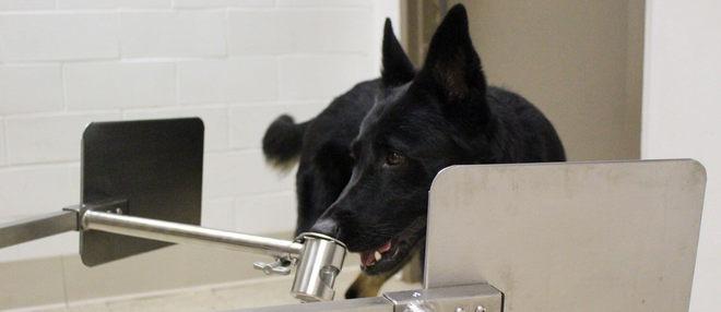 Cientistas treinam cães para detectar coronavírus pelo cheiro