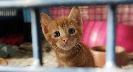 Ocorrências de crimes de maus-tratos a animais crescem quase 200% nos últimos seis anos no DF