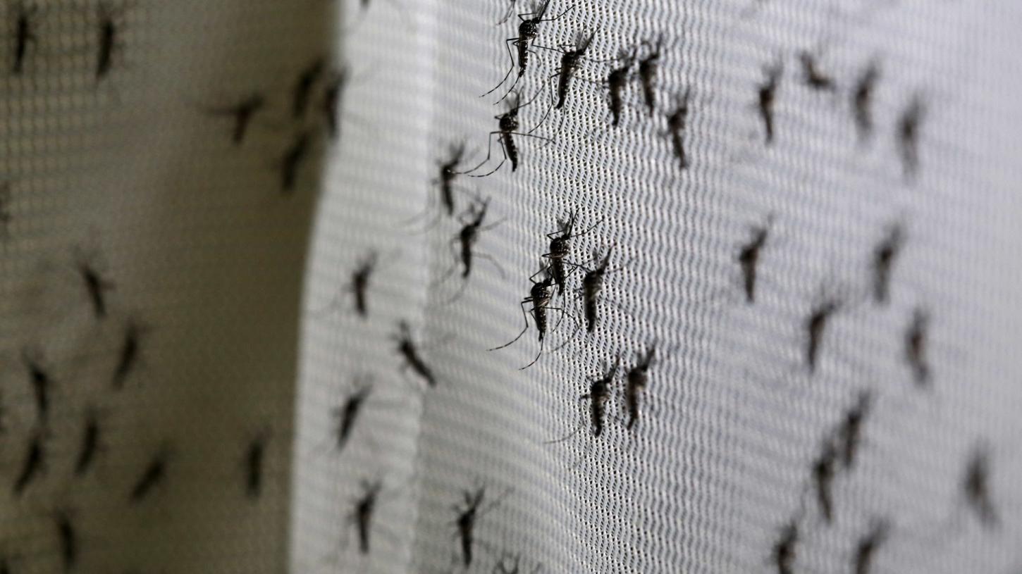 São Paulo decreta estado de emergência para dengue