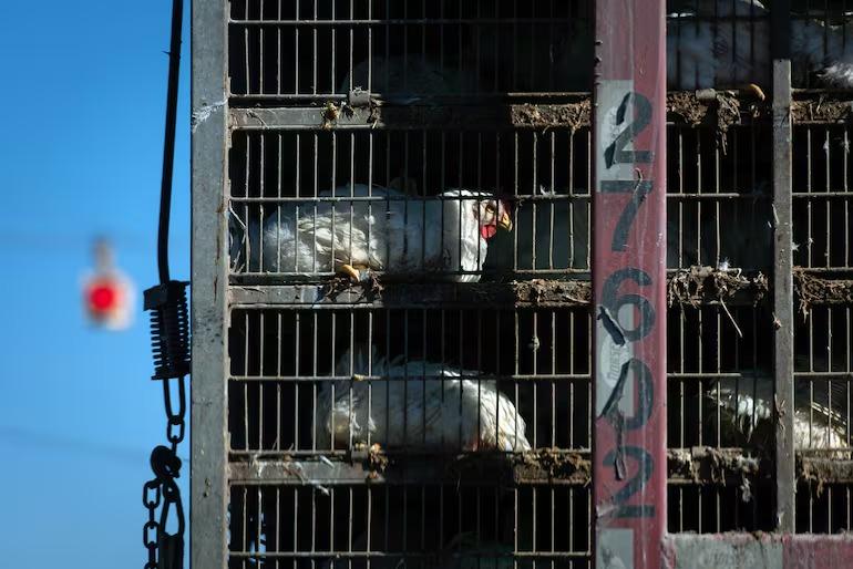 Gripe aviária: fazendeiros lucram com mortes de milhões de aves e o problema continua