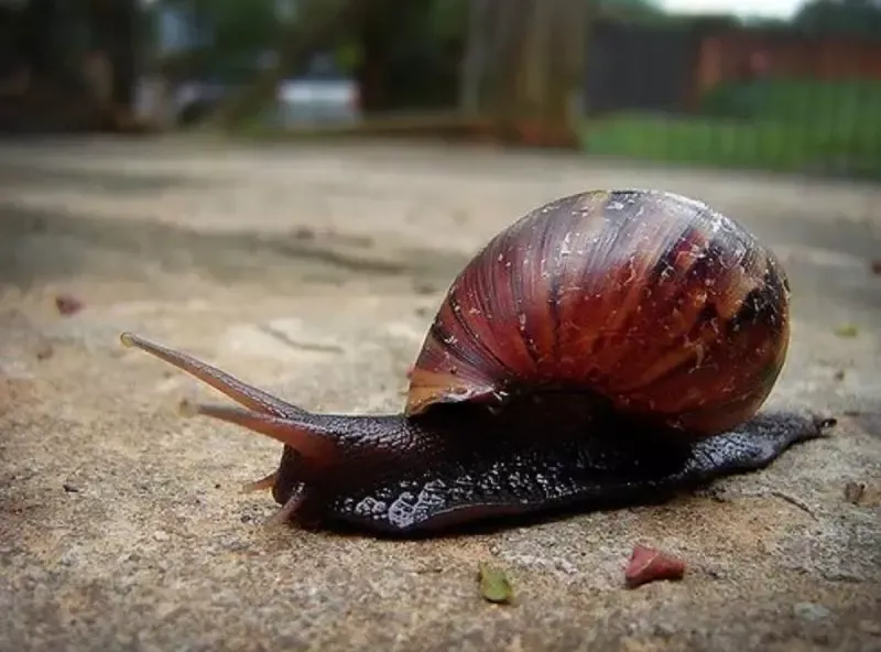 Aparecimento de espécie invasora em cidade de SC acende alerta para moradores; entenda