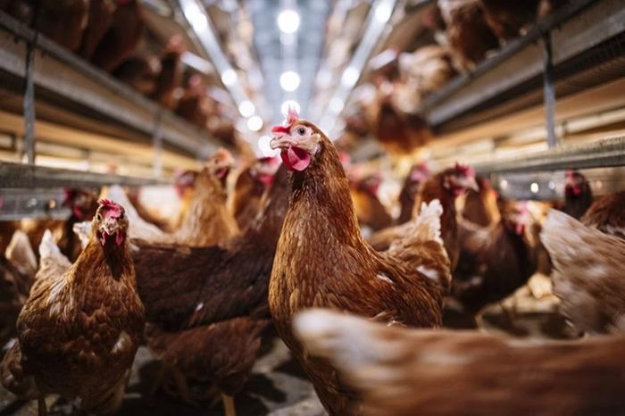 Japão barra compra de frango brasileiro em áreas com gripe aviária